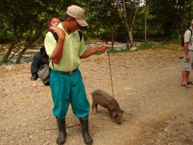 Man with pig on a leash on the road in Bocas del Toro Province – Best Places In The World To Retire – International Living